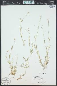 Stellaria graminea image