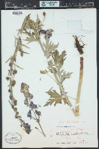 Aconitum columbianum image