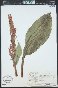 Rumex hymenosepalus image