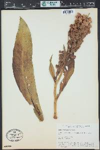 Rumex hymenosepalus image