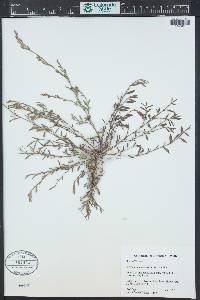 Polygonum arenastrum image