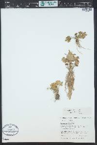 Ranunculus sceleratus var. multifidus image