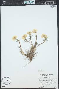 Ranunculus adoneus image
