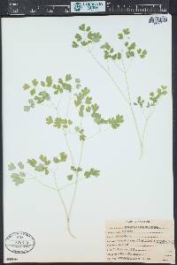 Thalictrum fendleri image