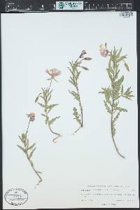 Oenothera pubescens image