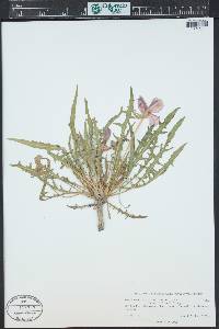 Oenothera flava image