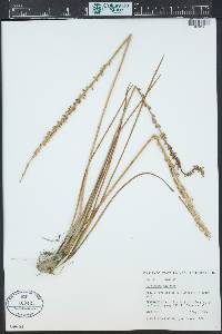 Triglochin maritima image