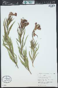 Chilopsis linearis image