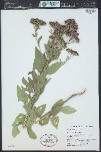 Vernonia baldwinii image