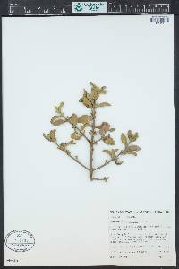 Phoradendron villosum image