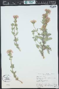 Verbena neomexicana image