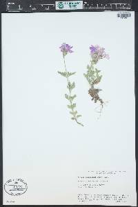 Verbena neomexicana image