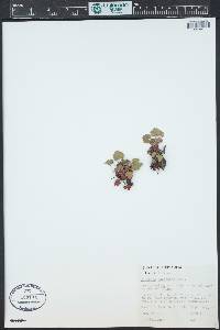 Heuchera rubescens image