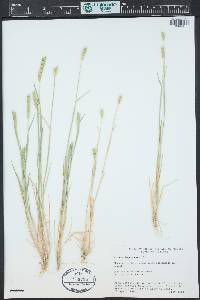 Hordeum murinum subsp. leporinum image