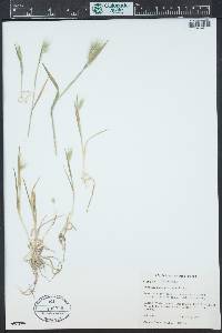 Hordeum marinum image