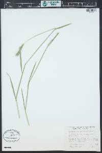 Hordeum brachyantherum image