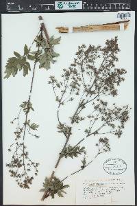 Thalictrum dasycarpum image