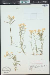 Phlox longifolia image