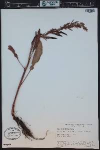 Rumex californicus image