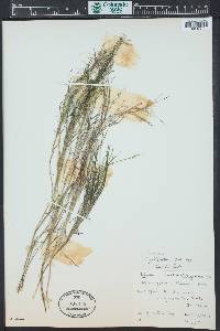Stuckenia filiformis image