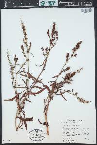 Rumex salicifolius image