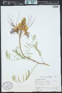 Caesalpinia gilliesii image