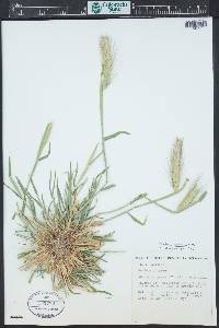 Hordeum murinum subsp. leporinum image