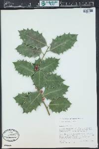 Ilex aquifolium image