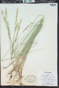 Pascopyrum smithii image