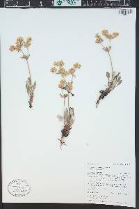 Eriogonum jamesii image