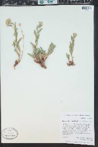 Xanthisma grindelioides image