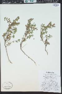 Penstemon crandallii image