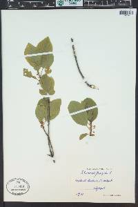 Frangula alnus image