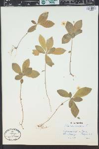 Trientalis europaea image