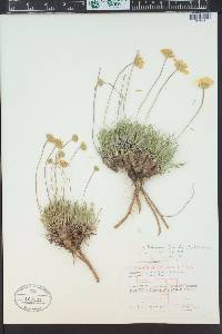 Tetraneuris acaulis var. arizonica image