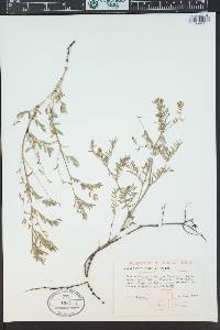 Astragalus multiflorus image