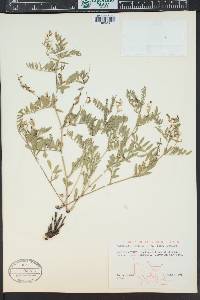 Astragalus multiflorus image