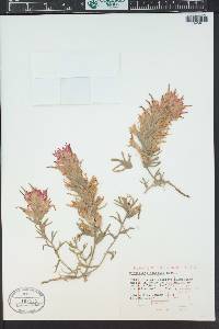 Castilleja scabrida image