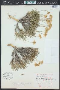 Tetraneuris scaposa image