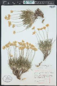 Tetraneuris scaposa image