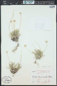 Tetraneuris acaulis image