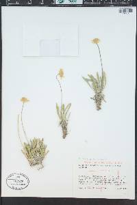 Tetraneuris acaulis image