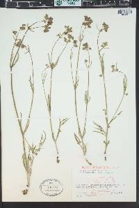 Mirabilis linearis image