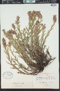 Castilleja sulphurea image