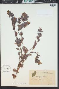 Cerinthe major image