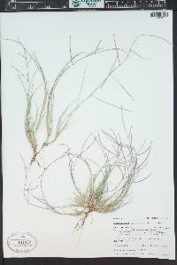 Schedonnardus paniculatus image