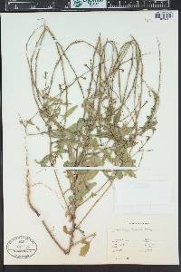 Sisymbrium officinale image