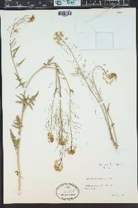 Sisymbrium loeselii image