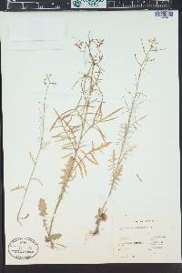 Sisymbrium altissimum image