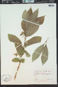 Lonicera involucrata image